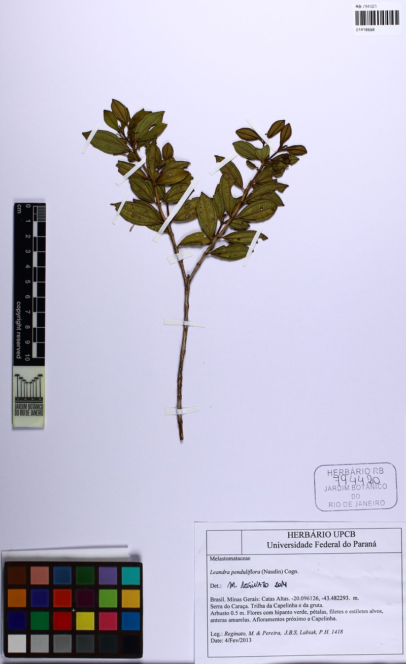 Miconia dolichodons