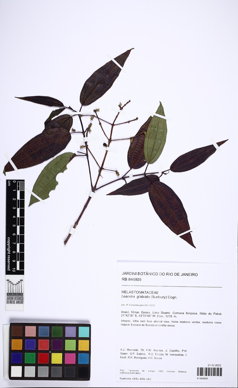 Miconia dolichostachya