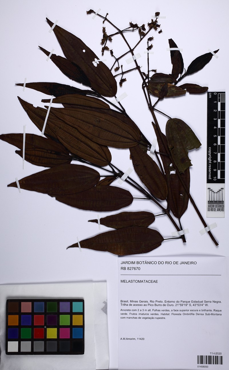 Miconia dolichostachya photo 2