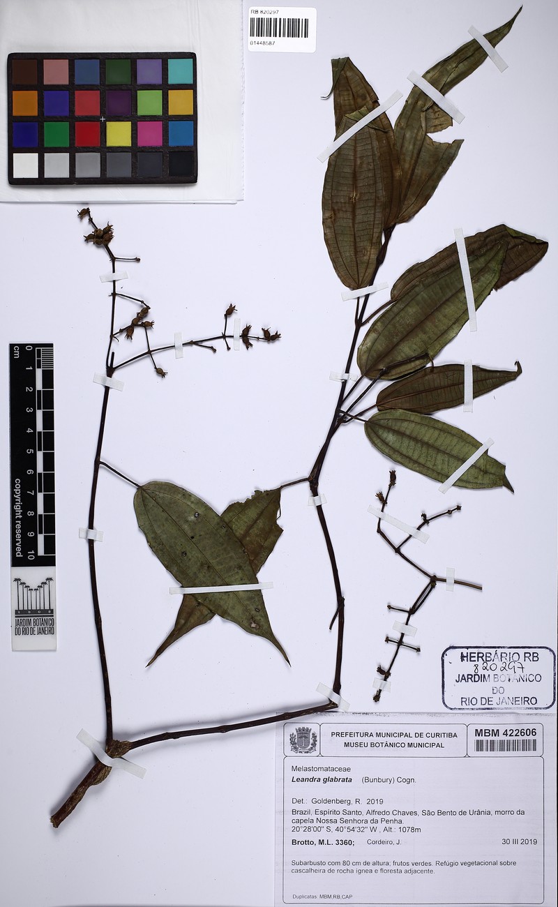 Miconia dolichostachya photo 3