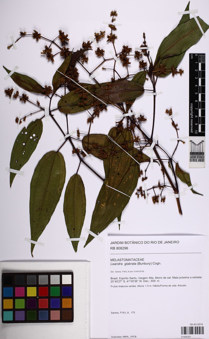 Miconia dolichostachya photo 4