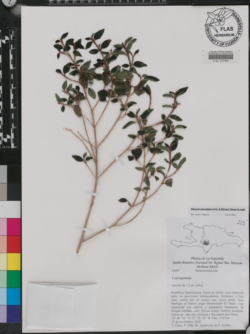 Miconia domatiata