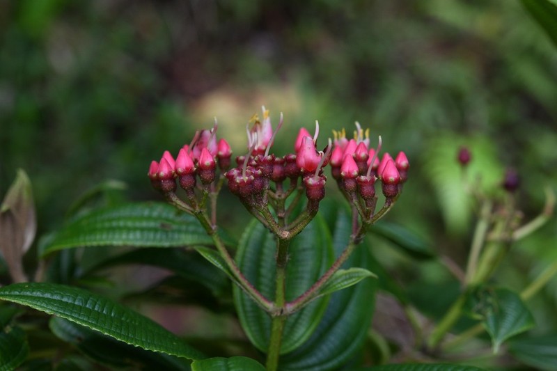 Miconia dominicensis