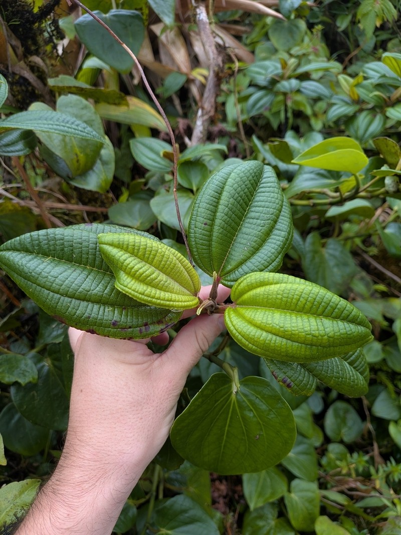 Miconia dominicensis photo 3