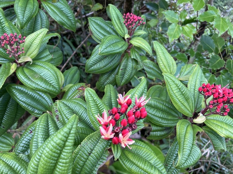 Miconia dominicensis photo 4