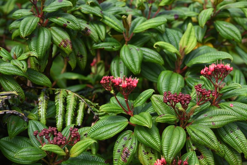 Miconia dominicensis photo 5