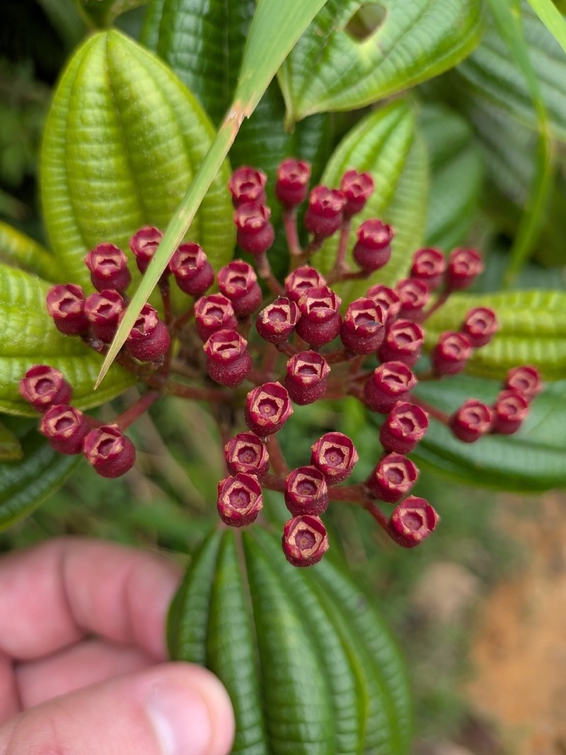 Miconia dominicensis photo 6