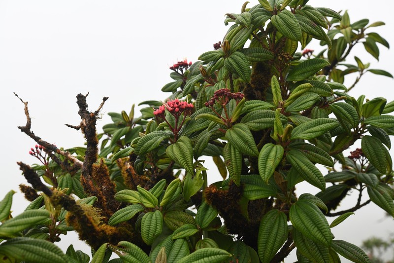 Miconia dominicensis photo 8