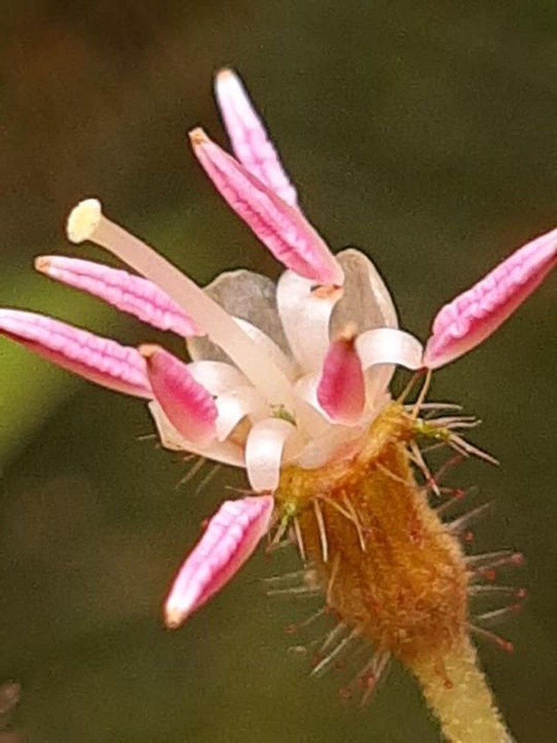 Miconia domociliata