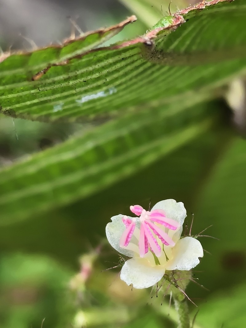 Miconia domociliata photo 2
