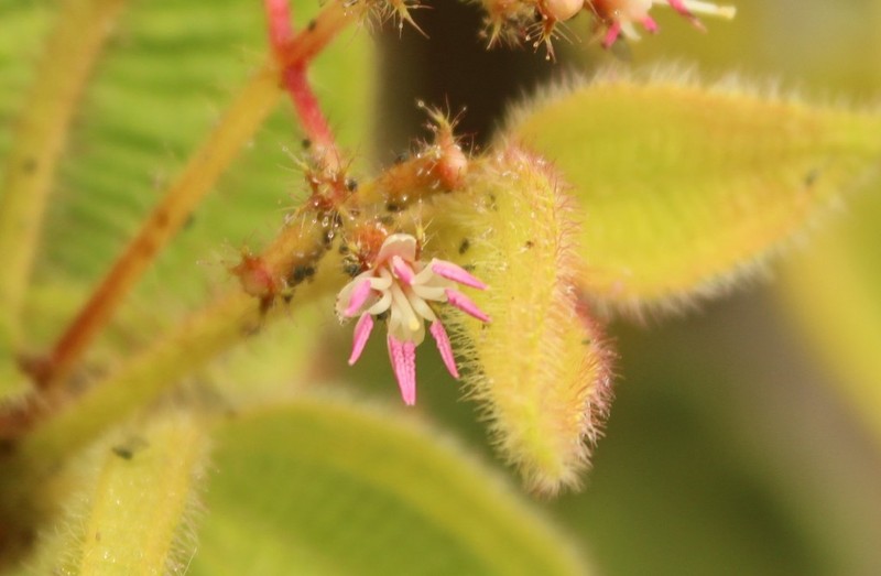 Miconia domociliata photo 3