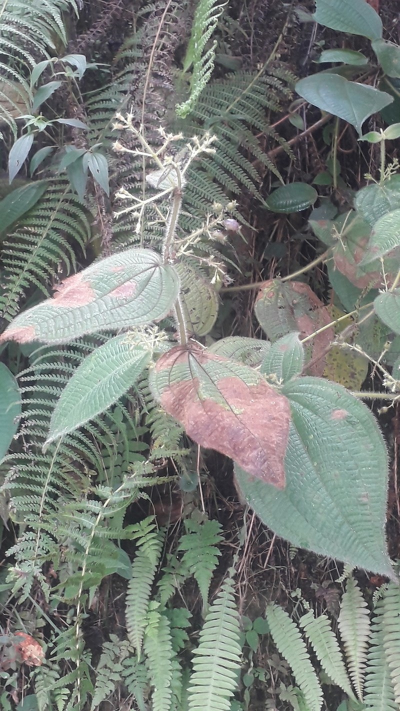Miconia domociliata photo 4