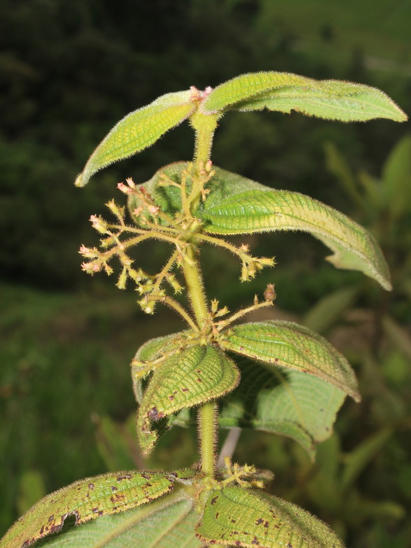 Miconia domociliata photo 5