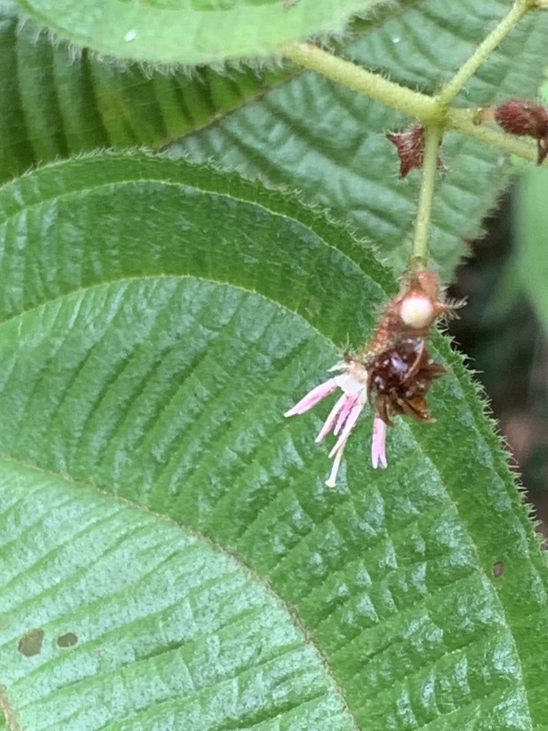 Miconia domociliata photo 6