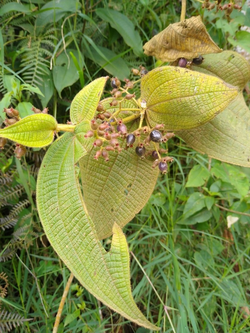 Miconia domociliata photo 7