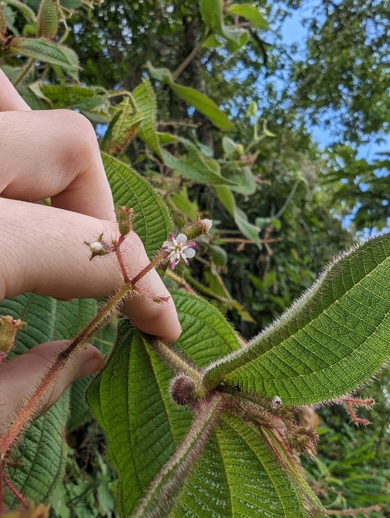 Miconia domociliata photo 8