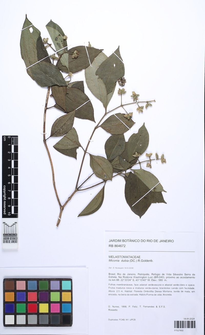 Miconia dubia