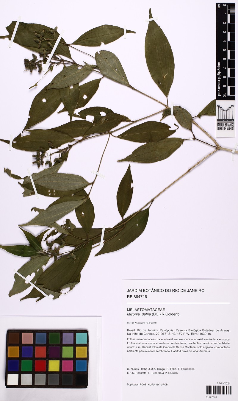 Miconia dubia photo 2