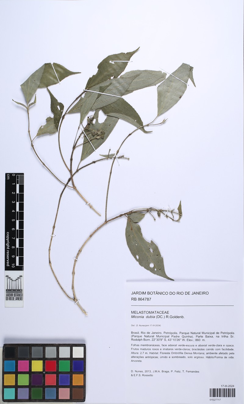 Miconia dubia photo 3