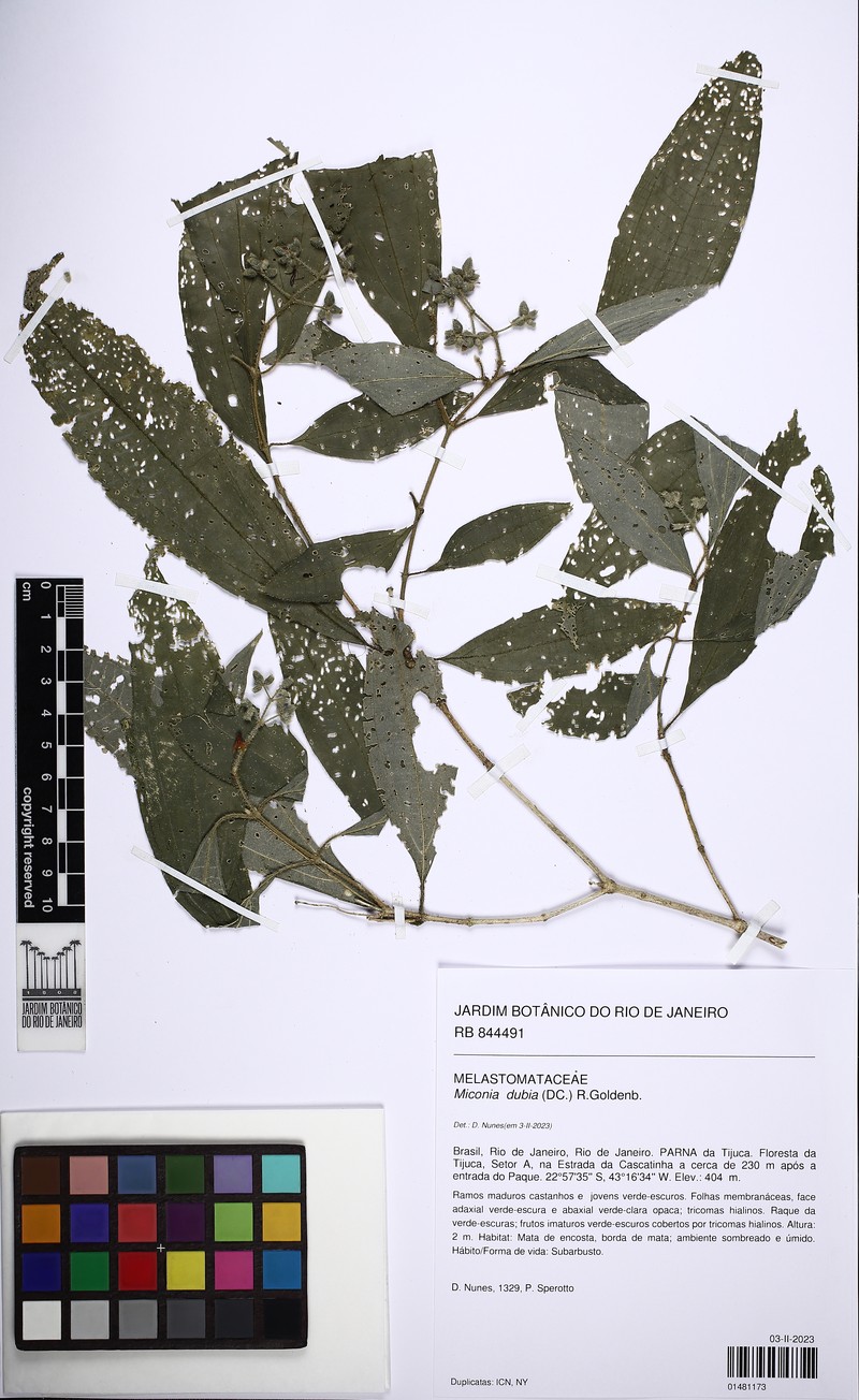 Miconia dubia photo 4