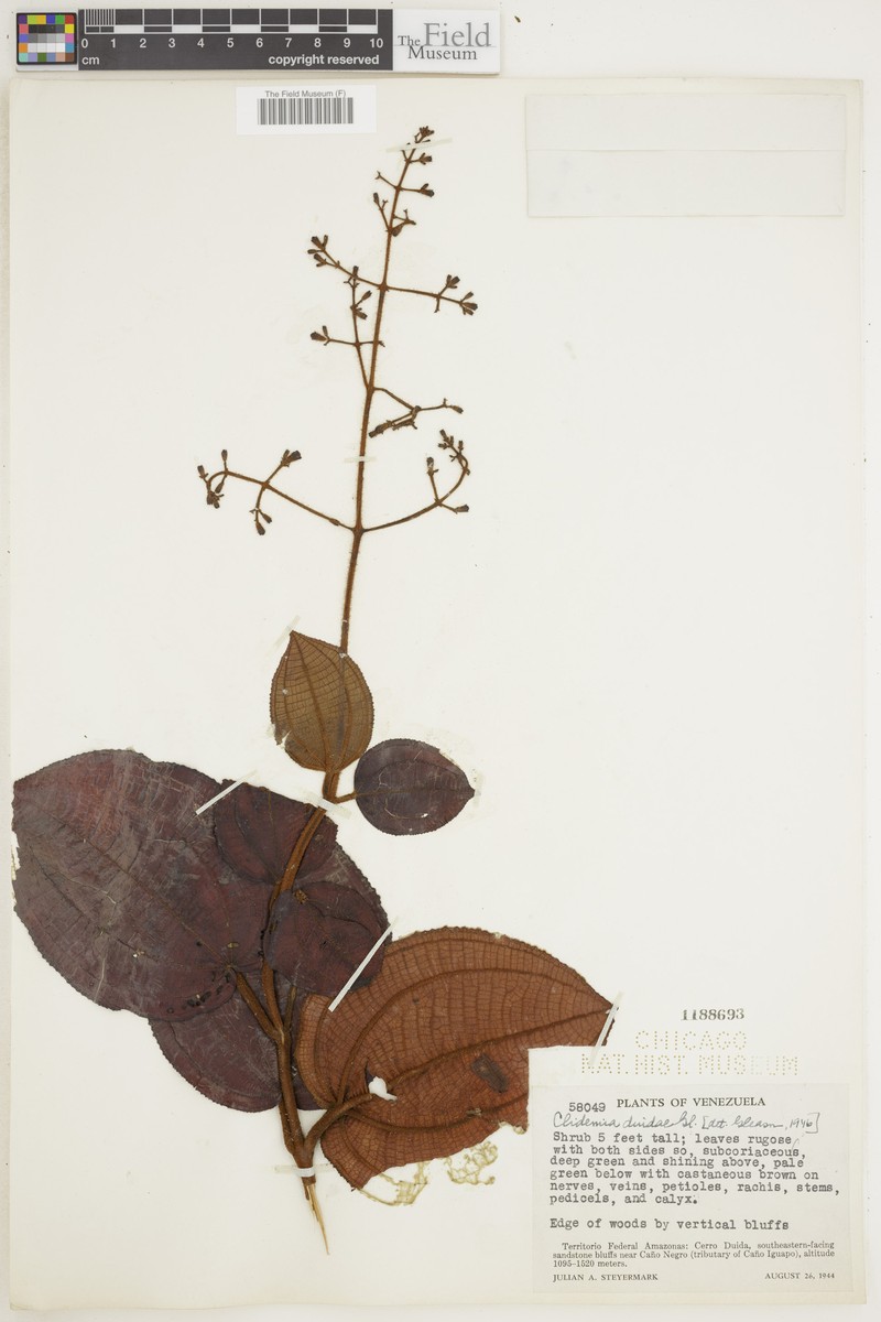 Miconia duidae
