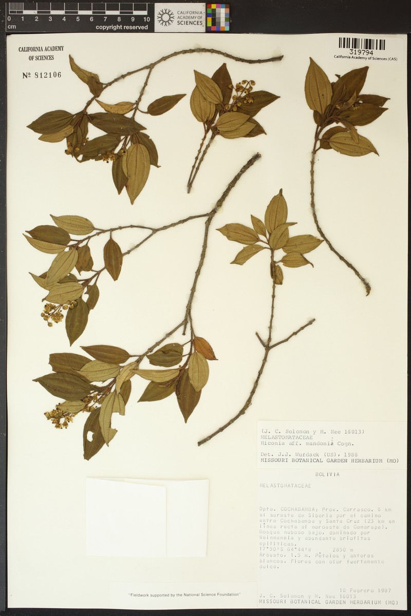 Miconia dulcis