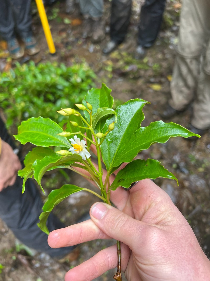 Miconia durandii