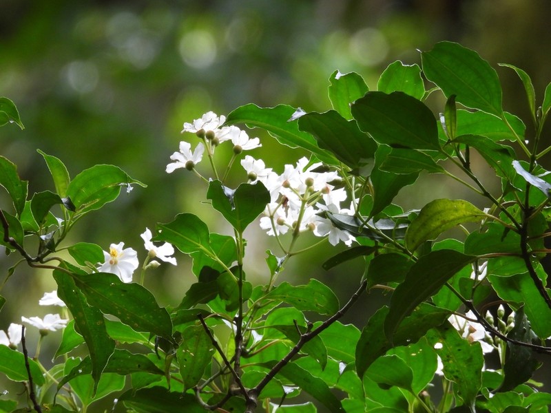 Miconia durandii photo 2