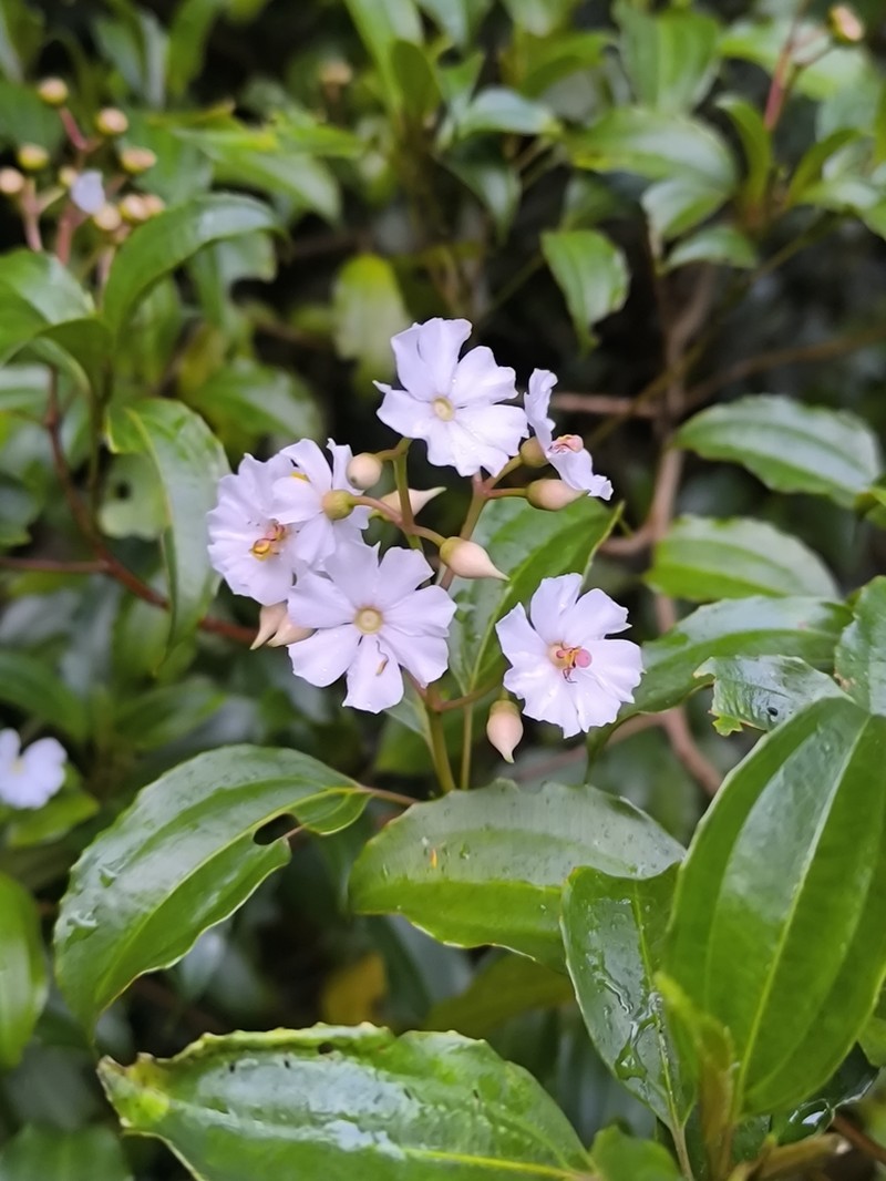 Miconia durandii photo 3