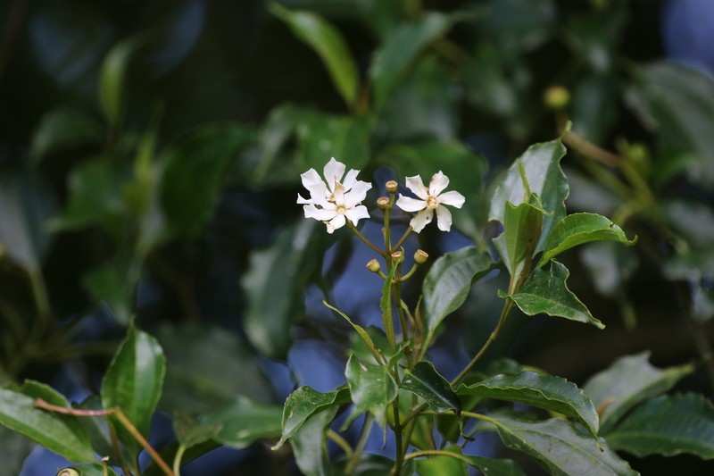 Miconia durandii photo 4