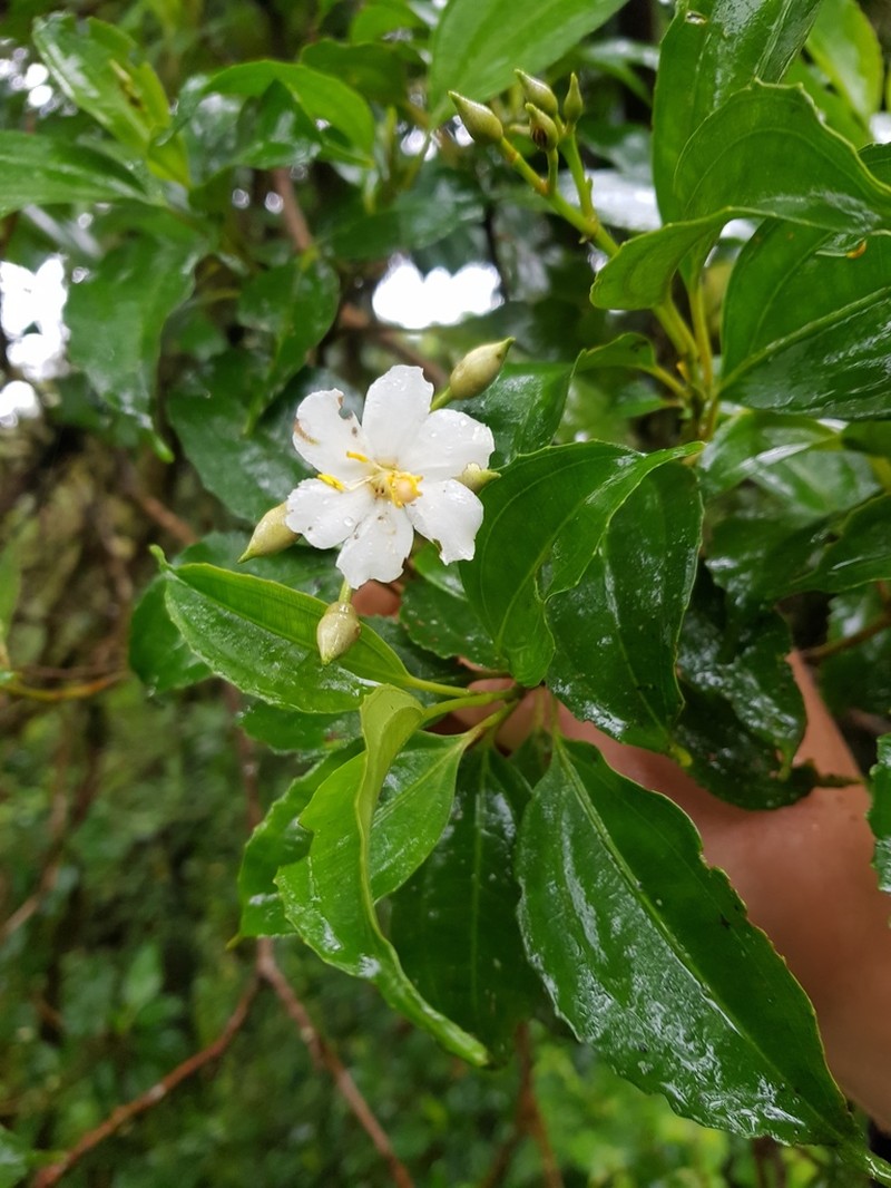 Miconia durandii photo 5