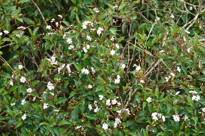 Miconia durandii photo 6
