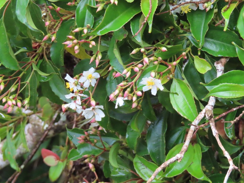 Miconia durandii photo 7