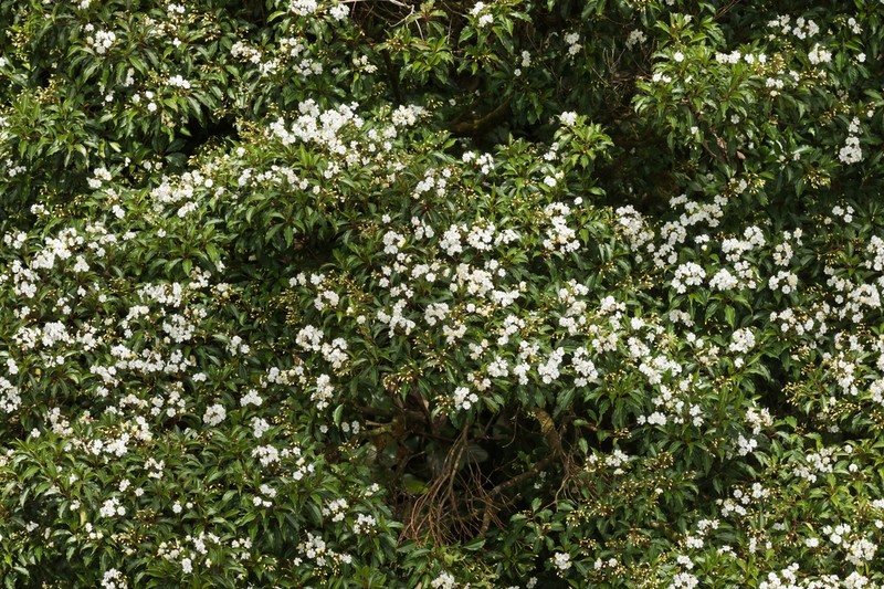 Miconia durandii photo 8