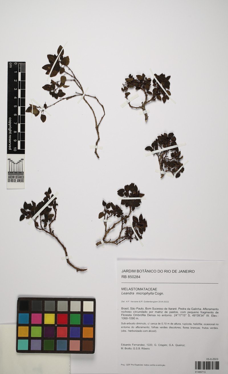Miconia dusenii