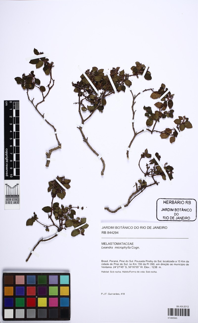 Miconia dusenii photo 2