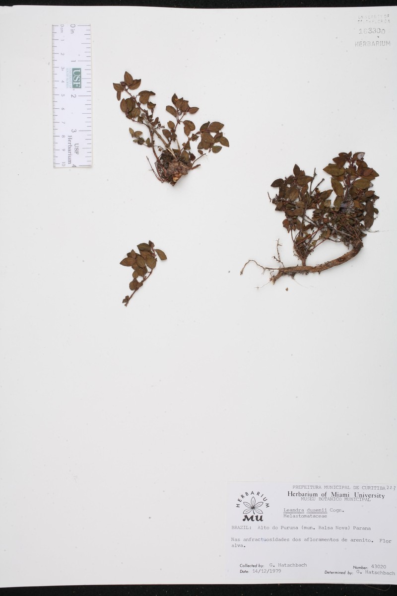Miconia dusenii photo 3