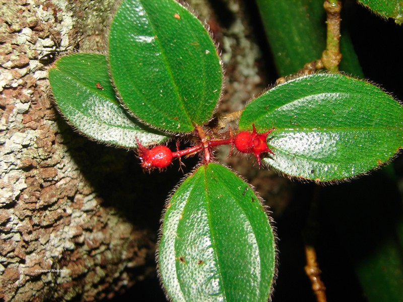 Miconia ebracteata