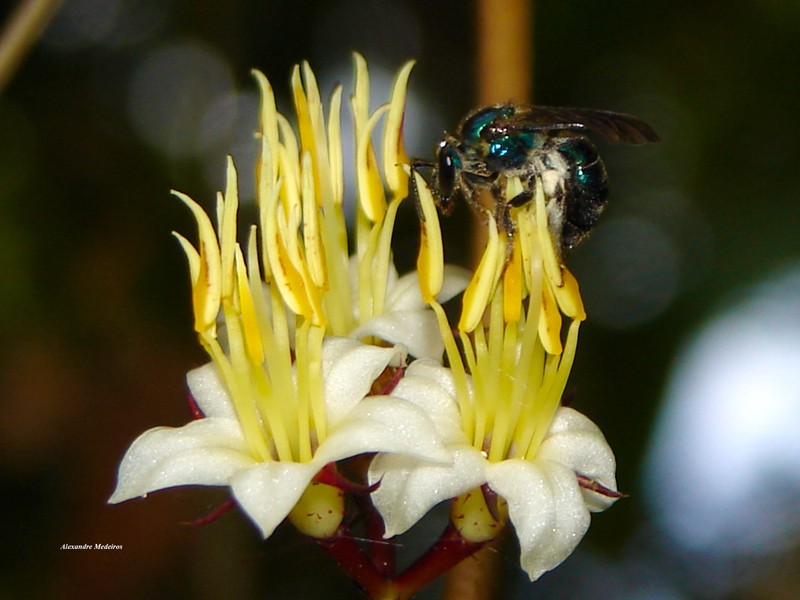 Miconia ebracteata photo 2