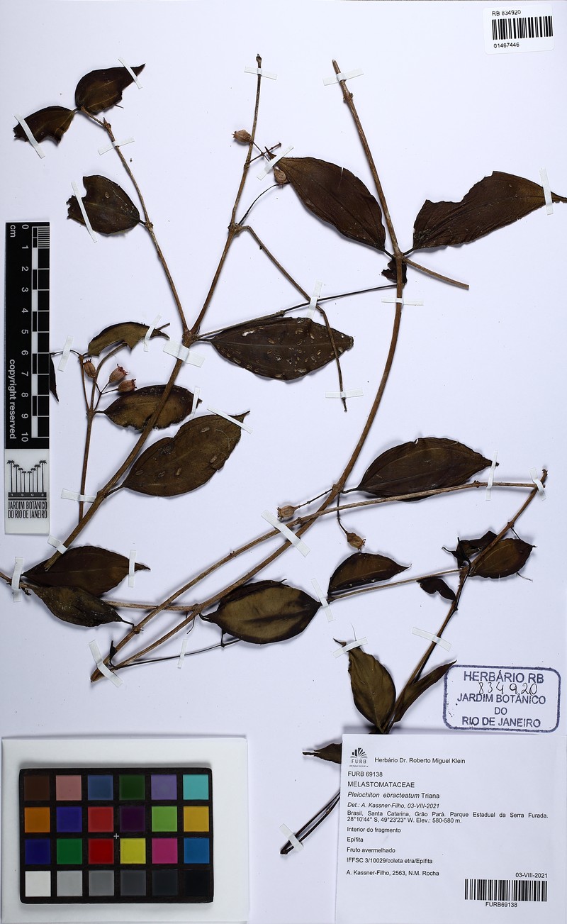 Miconia ebracteata photo 3