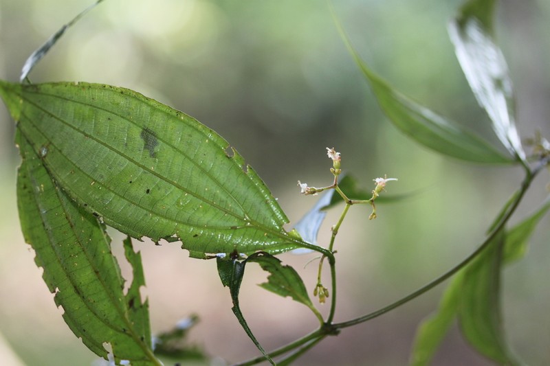 Miconia ecuadorensis photo 2