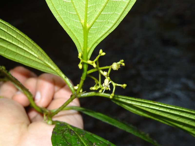 Miconia ecuadorensis photo 3
