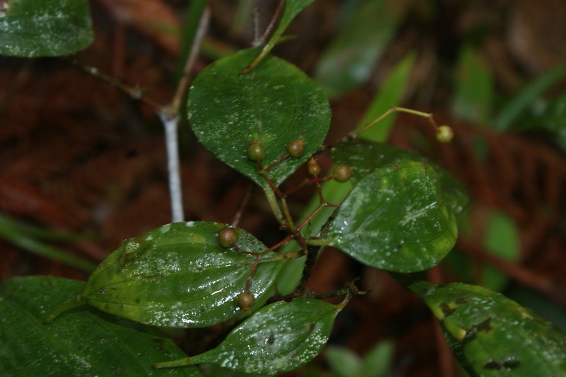 Miconia ecuadorensis photo 4