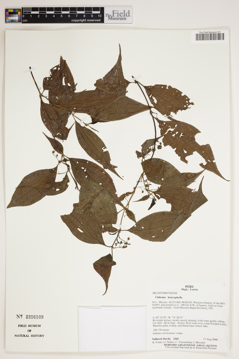 Miconia ecuadorensis photo 5