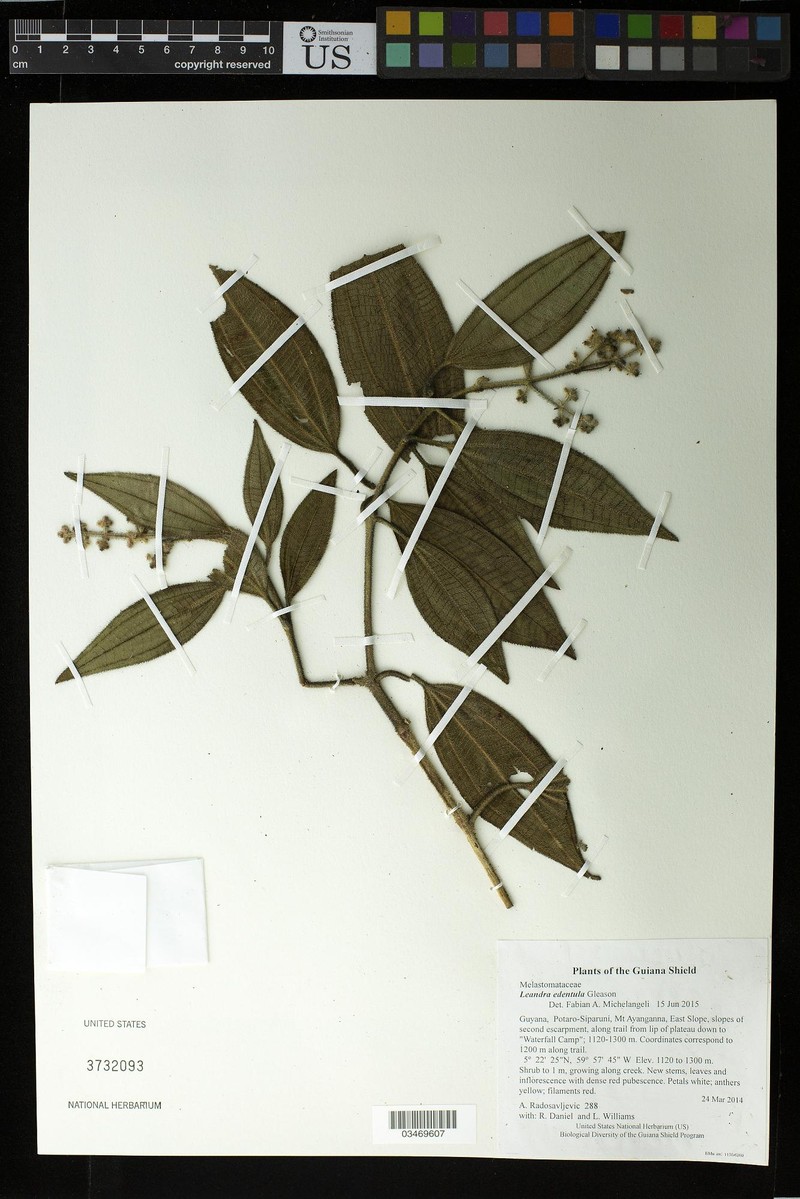 Miconia edentula