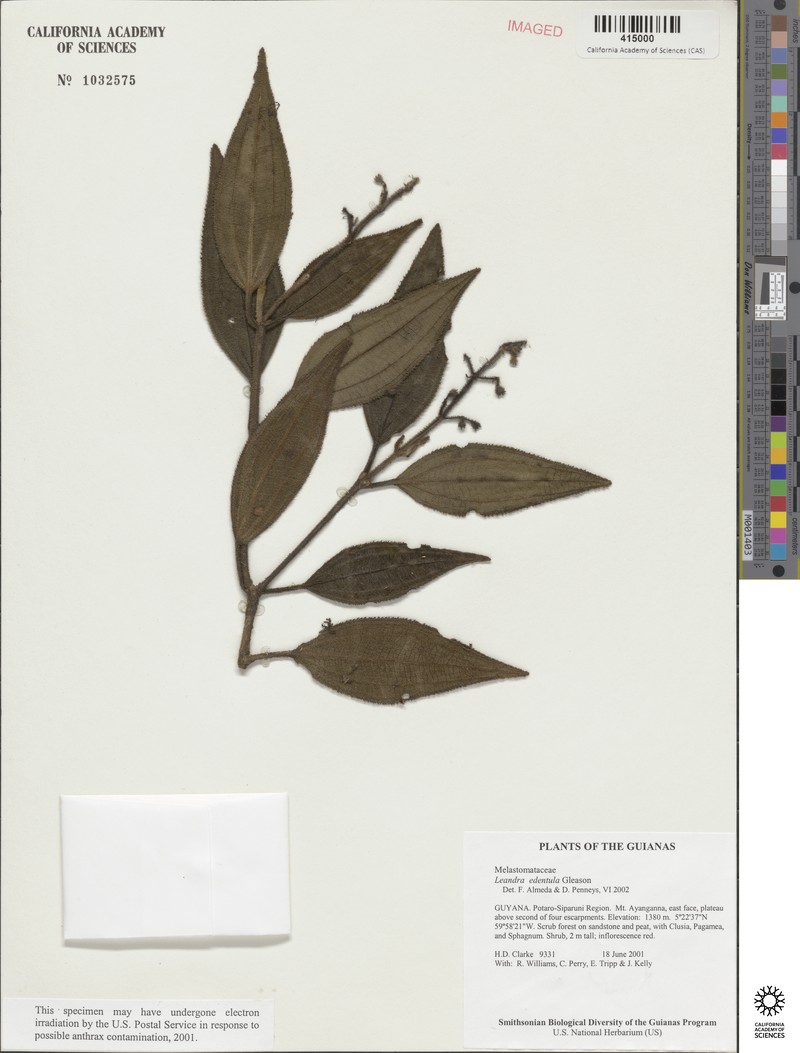 Miconia edentula photo 2