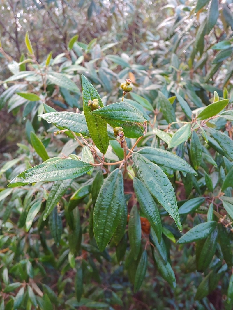 Krekre photo 2