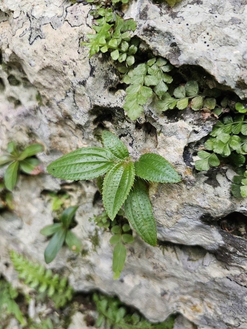 Krekre photo 6
