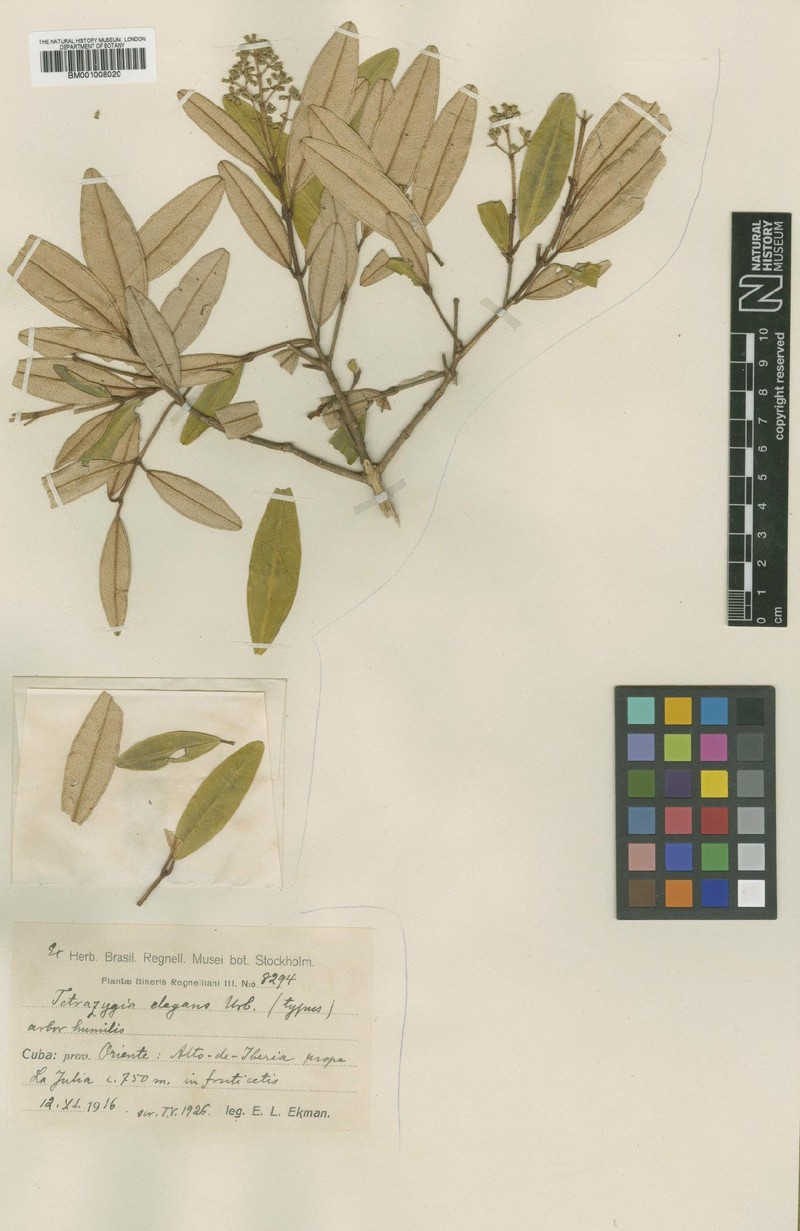 Miconia elegantissima