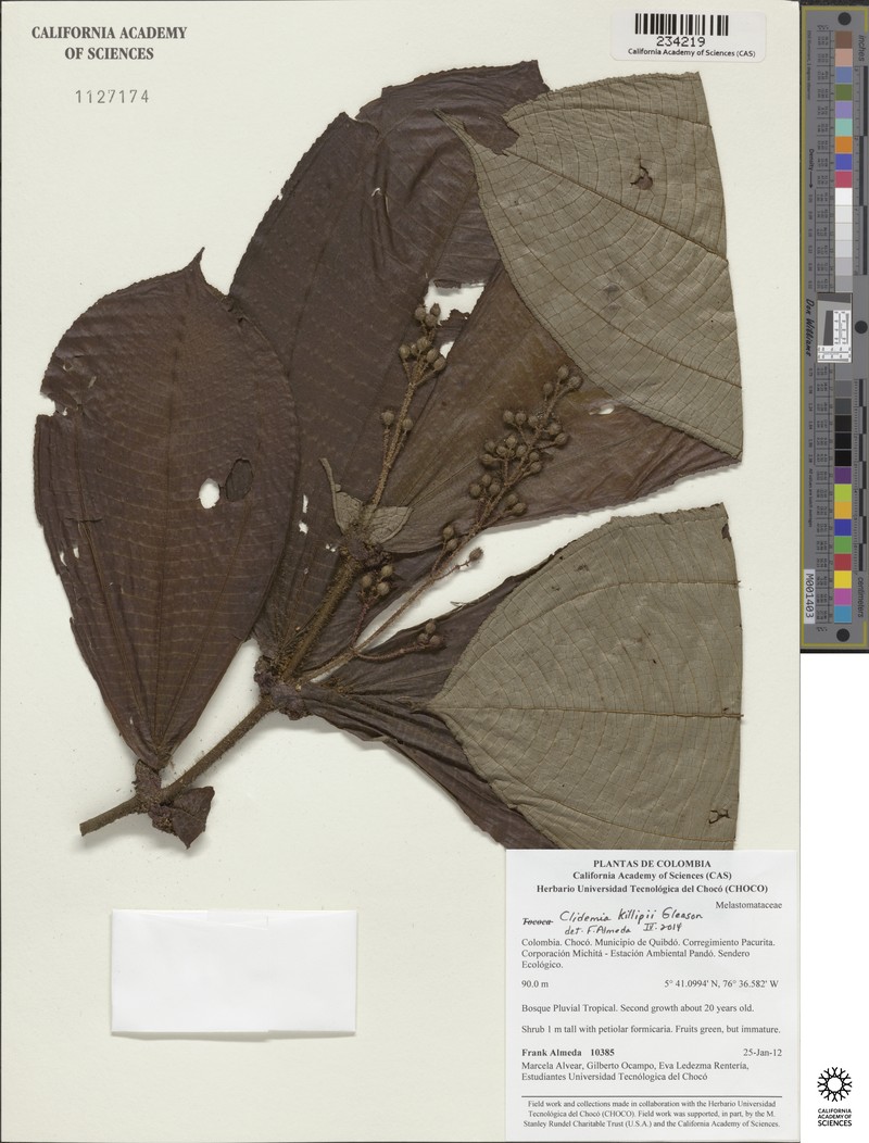 Miconia ellsworthii